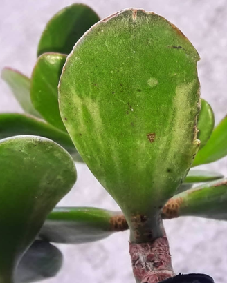 Crassula 'Rogen Hyan' piante grasse