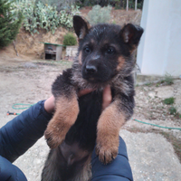 Cuccioli di pastore tedesco con pedigree 300