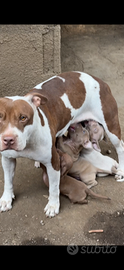 Pit Bull