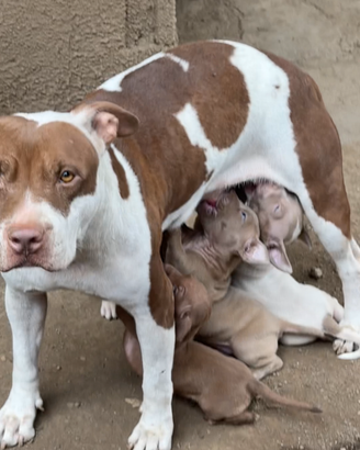 Pit Bull