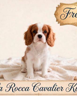 Cavalier king con Pedigree Enci e certificazioni 