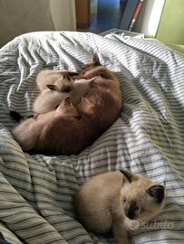 Gattini tipo Thai / Siamese tradizionale