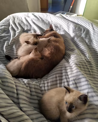 Gattini tipo Thai / Siamese tradizionale