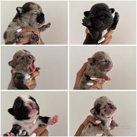 Bulldog francese merle
