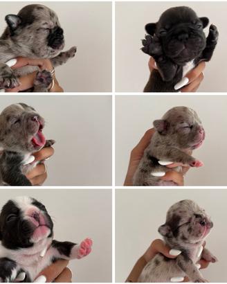 Bulldog francese merle