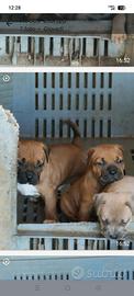 Pitbull ukc alta genealogia