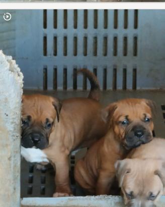 Pitbull ukc alta genealogia