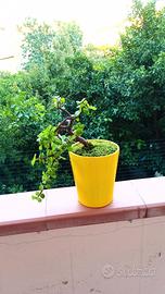 bonsai di portulacaria Afra 