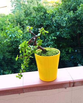 bonsai di portulacaria Afra 