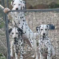 Dalmata
