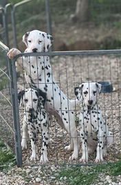Dalmata