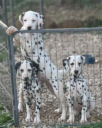 Dalmata