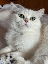 Gatto British Pedigree