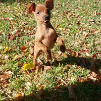 Disponibile cuccioli di pinscher