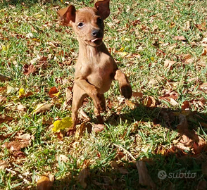 Disponibile cuccioli di pinscher