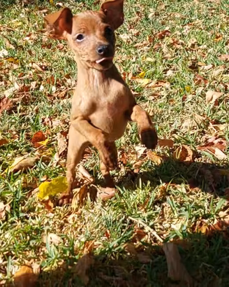 Disponibile cuccioli di pinscher