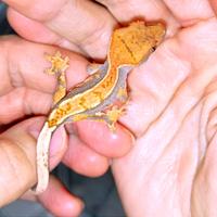 Baby geco Ciliatus Harley Tricolor