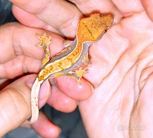 Baby geco Ciliatus Harley Tricolor