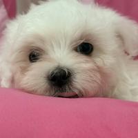 Maltese toy