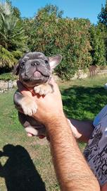 Cuccioli bulldog francese esotici blu