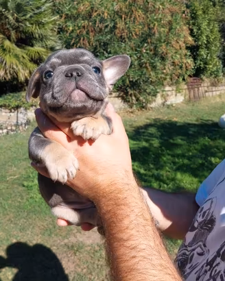 Cuccioli bulldog francese esotici blu
