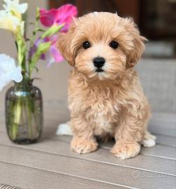 Maltipoo