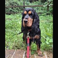 Cocker con pedigree ROI