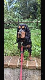 Cocker con pedigree ROI