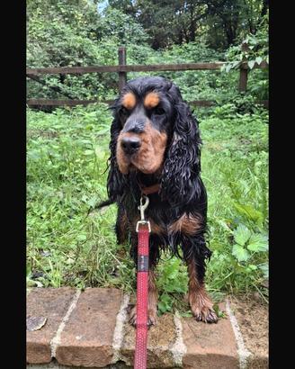 Cocker con pedigree ROI