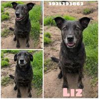 Liz una cagnolina da adottare