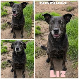 Liz una cagnolina da adottare