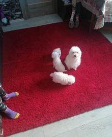 Maltese toy