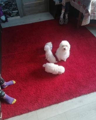 Maltese toy