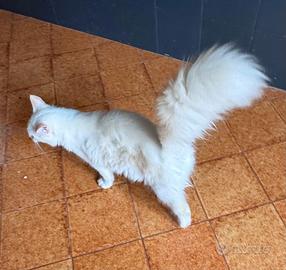Ragdoll Flame point