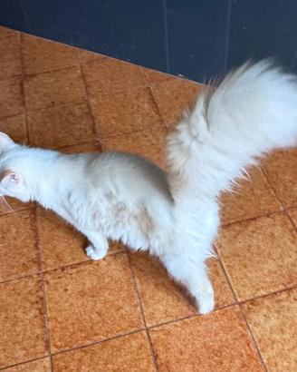 Ragdoll Flame point
