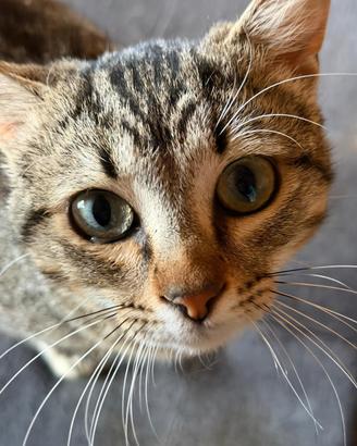 Casper gattino 7 mesi