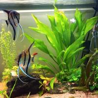 Acquario 150 litri comprensivo di mobile 