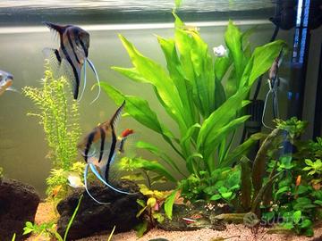Acquario 150 litri comprensivo di mobile 
