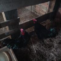 Galli australorp