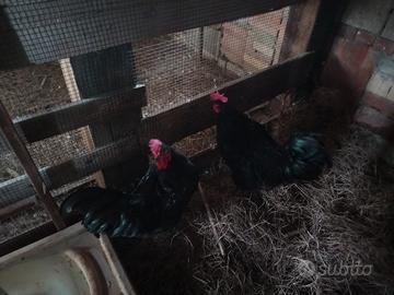 Galli australorp