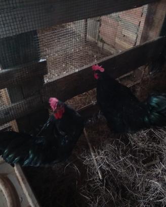 Galli australorp
