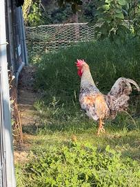 Gallo Legbar