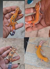 Geco leopardino