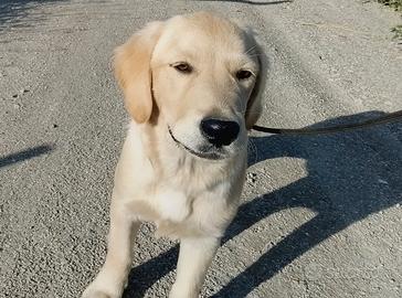 Golden retriever