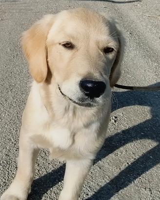 Golden retriever