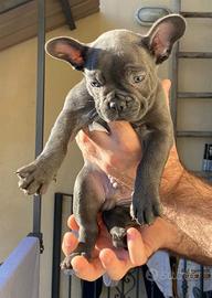 Cuccioli di bulldog francese