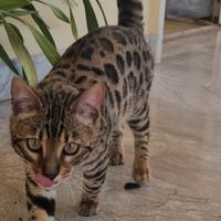 Gatto Bengala