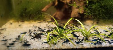 Neocaridine blue dreams