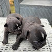 Cuccioli bulldog francese