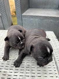 Cuccioli bulldog francese